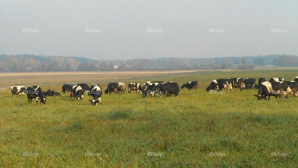 countryside beautiful nature