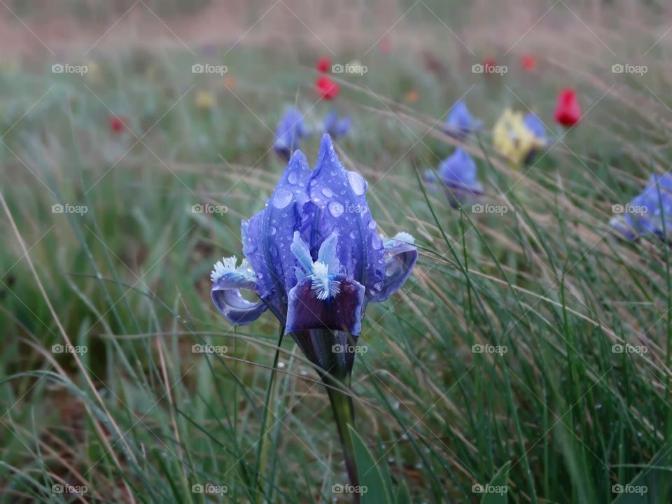 Spring flower iris
