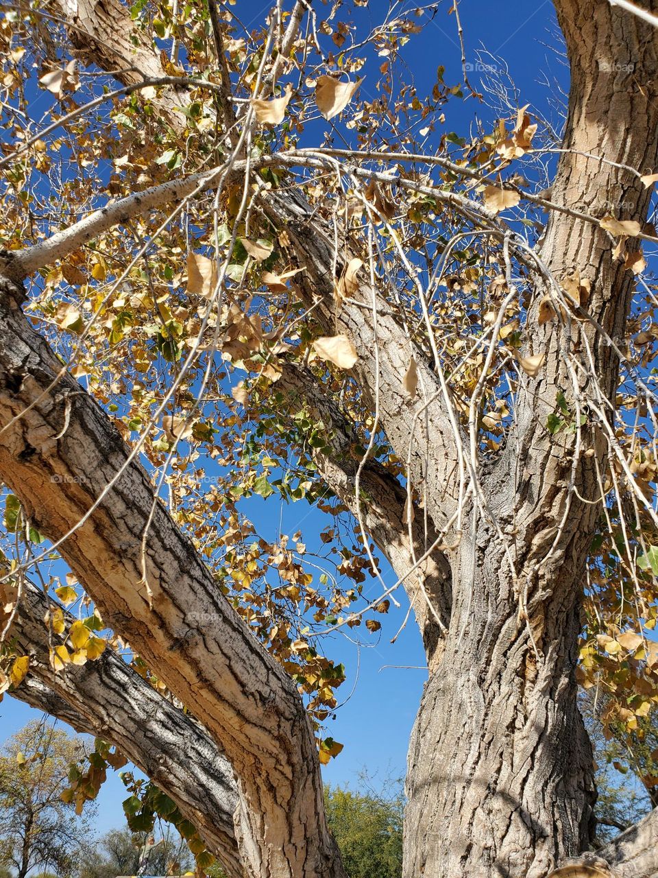 Beautiful Arizona Tree in Winter