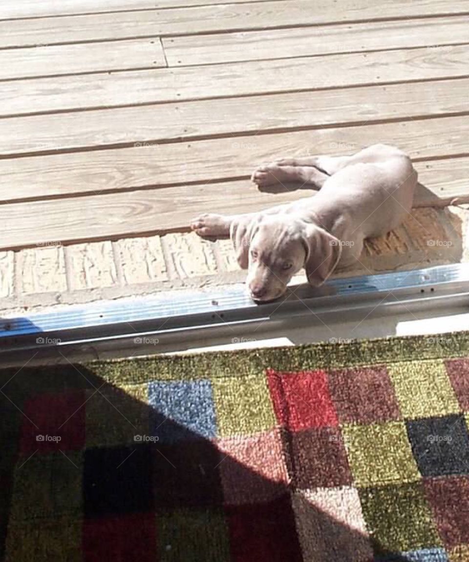 dog relaxing on wooden porch