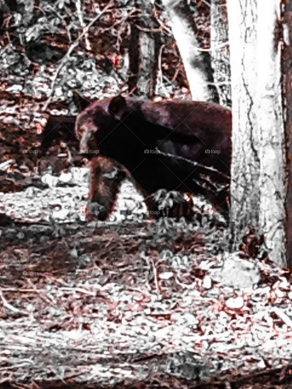 Bear in the woods
