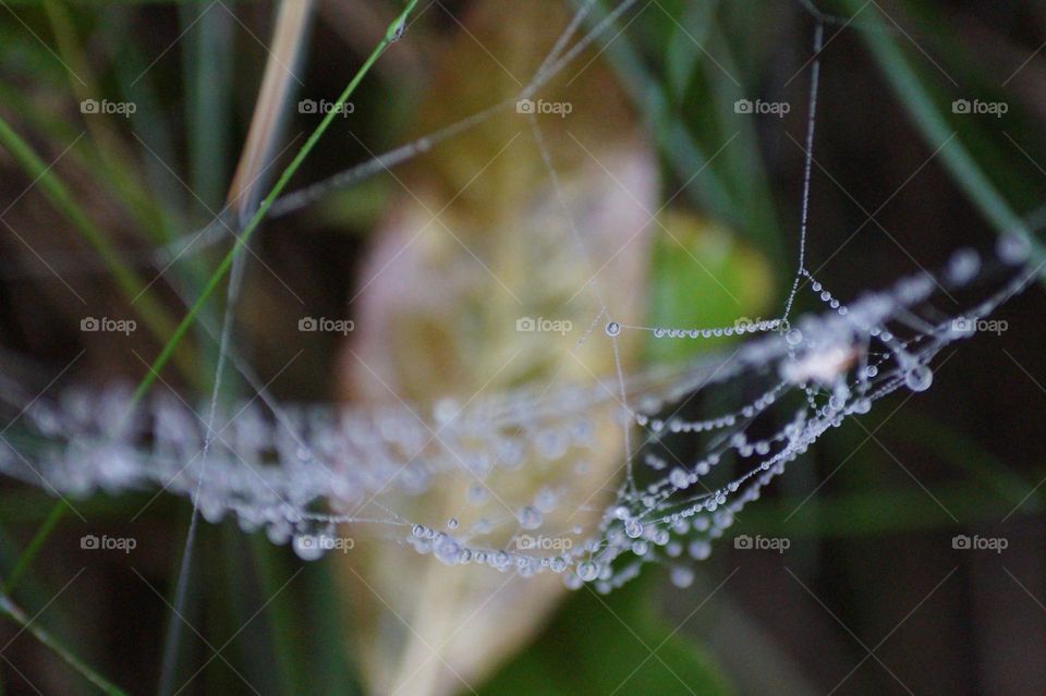 Pajęczyna z kroplami