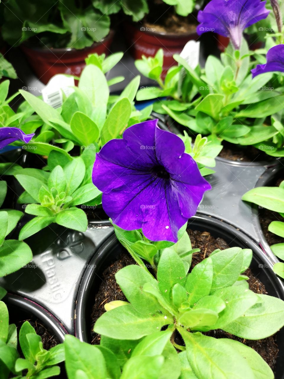 purple flower