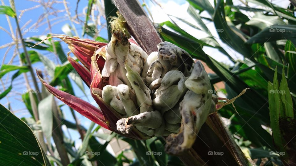 huitlacoches of México fungus mushroom