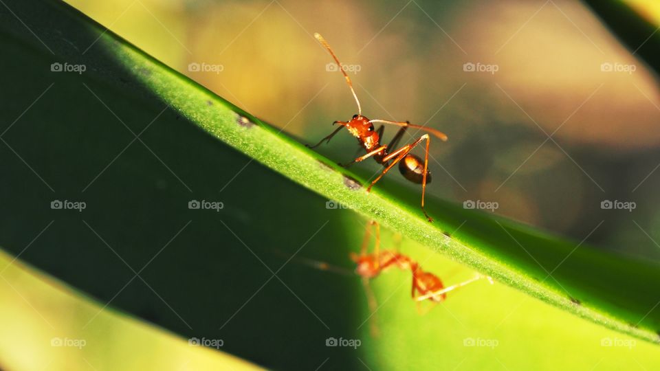 Ant in the nature