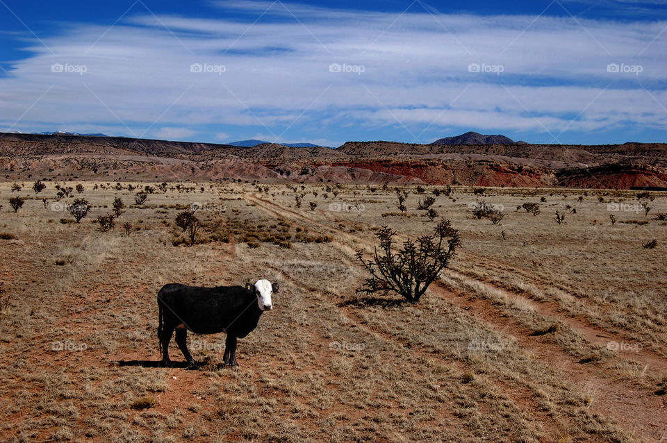 Lonely Cow on the Prairie