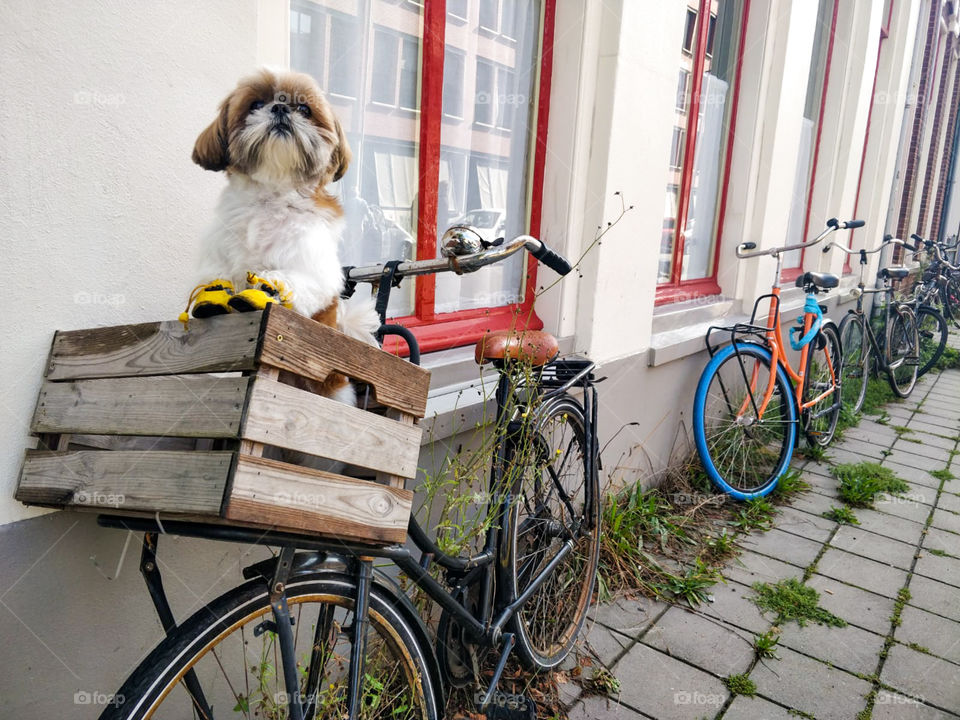 Cute dog getting a bike ride