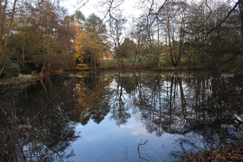 Trees reflected in mirror pond