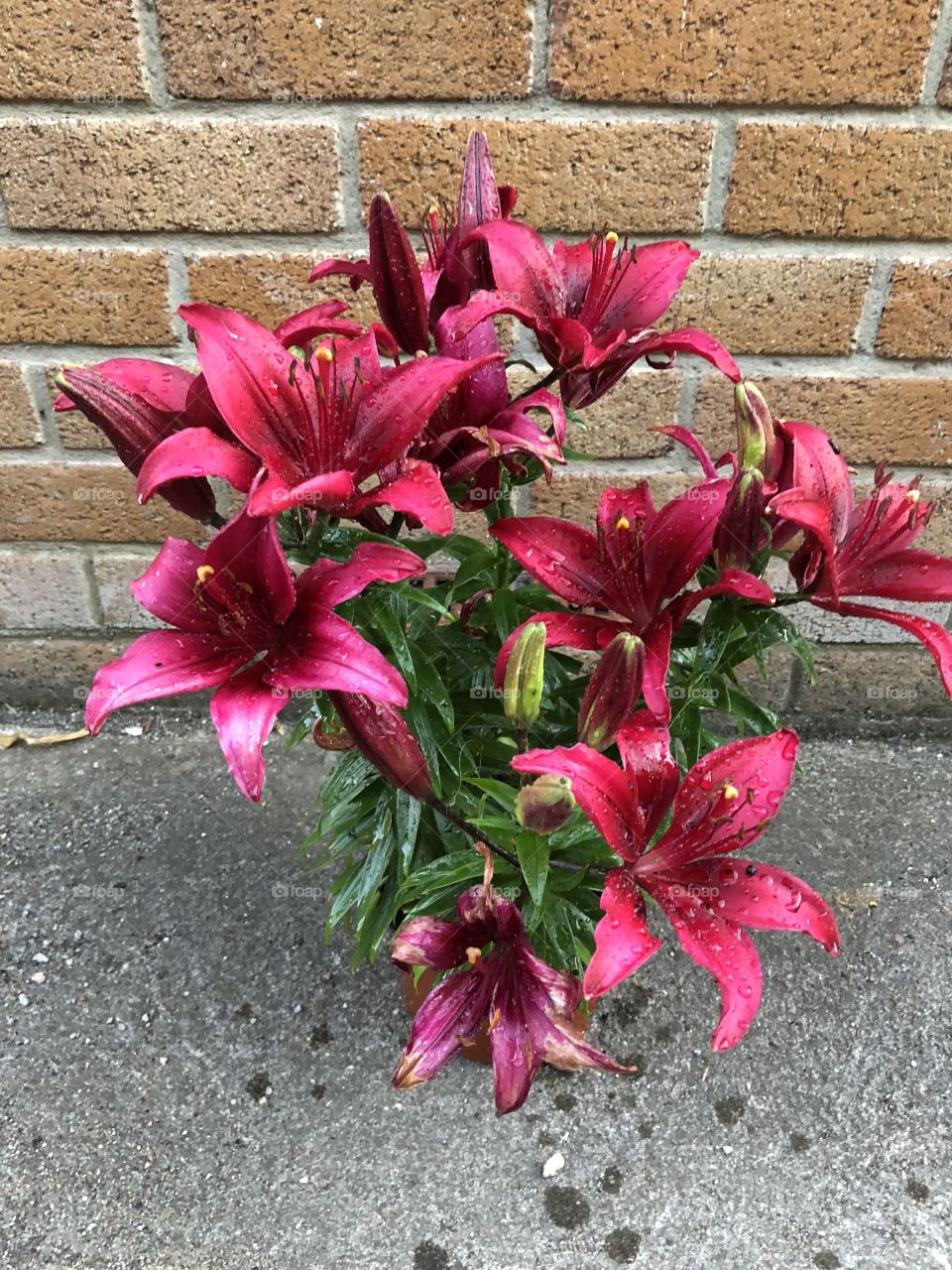 Crimson Lillie’s that l think are very beautiful,and shine out for love and attention from us.