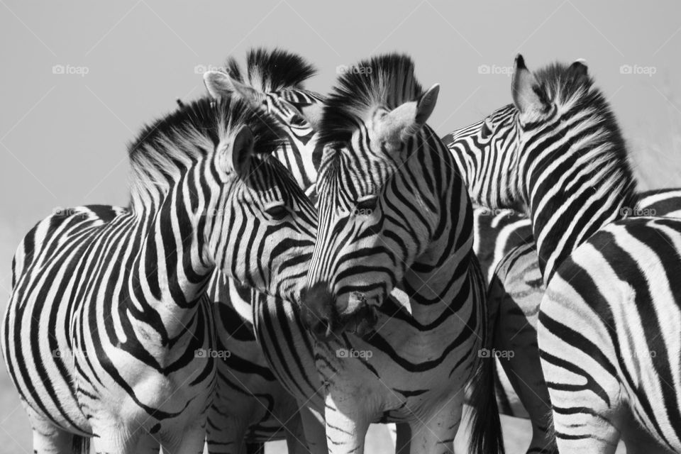 zebras back and white