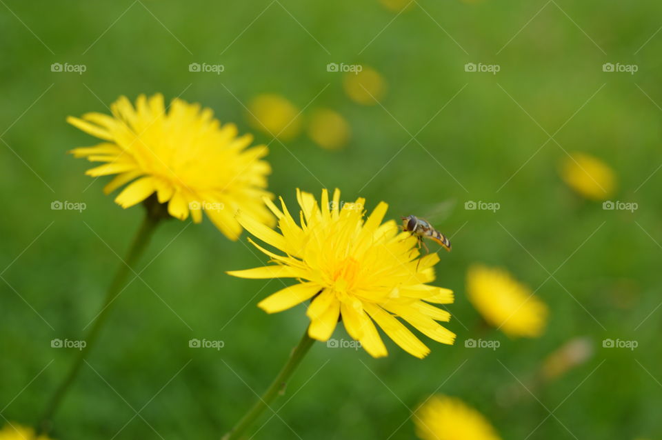 Pollination of dandelion by bee