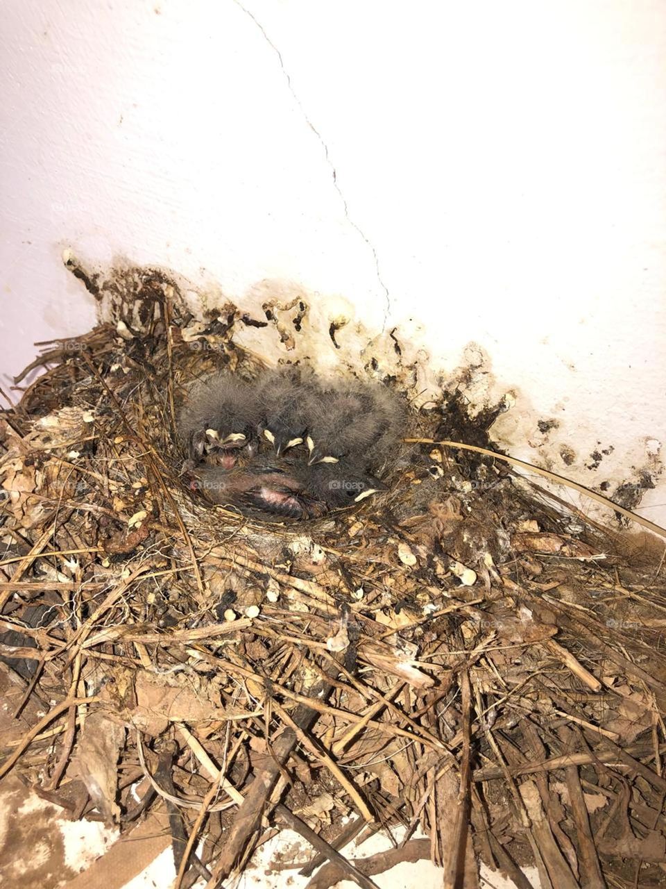 After😍
Annnd  tada^^

Actually they are five but one of the bird is missing..?

He's probably sleeping 😴