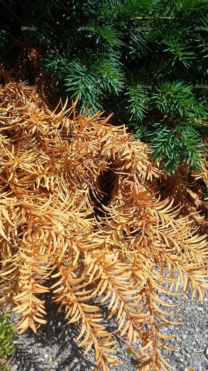 dry pine. summer