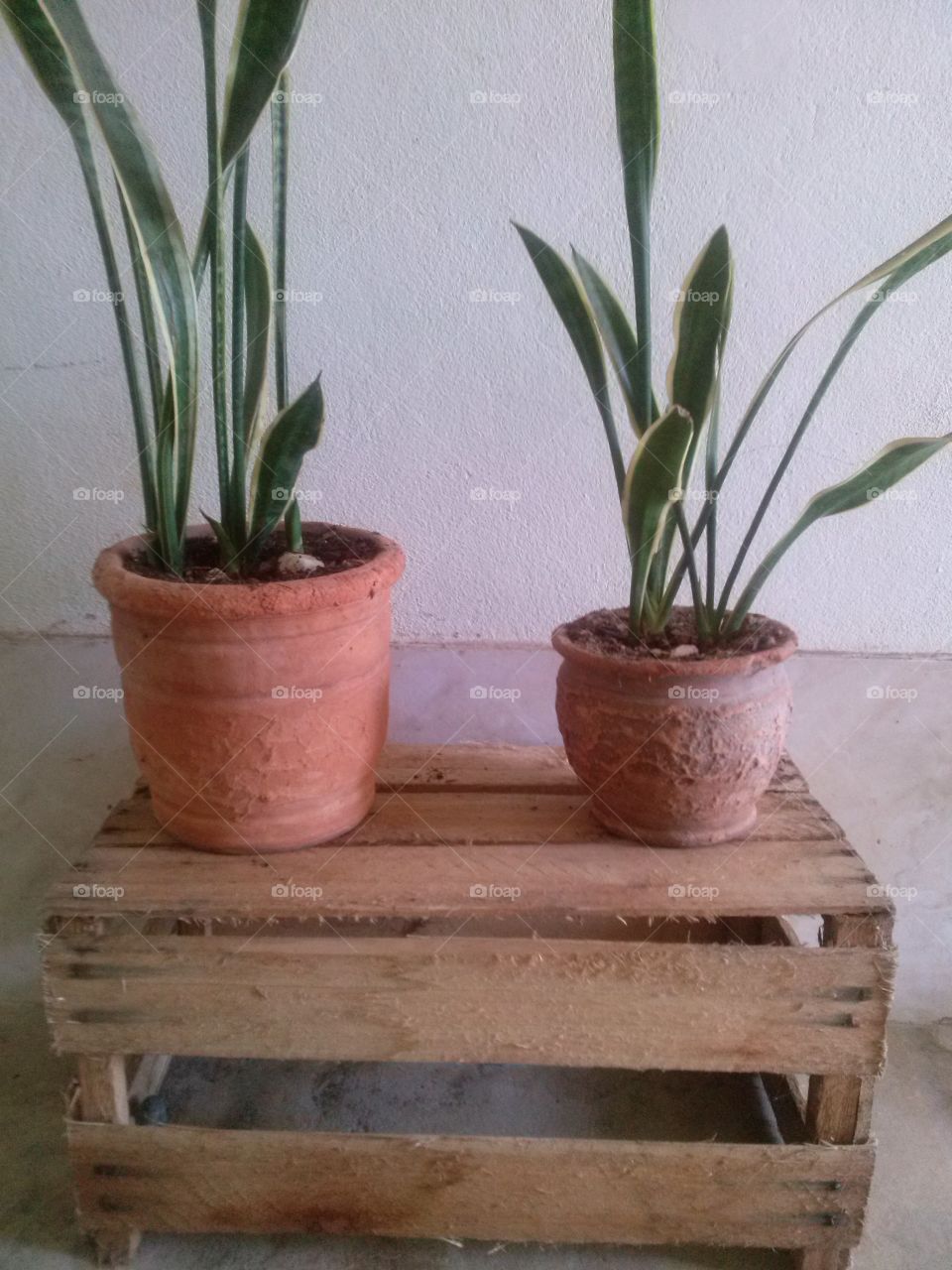 House plants and pots