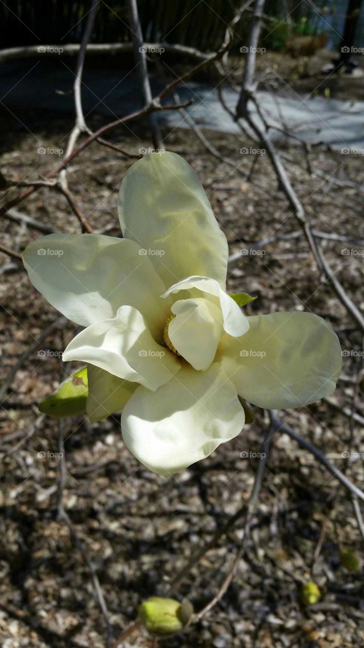 white flower blossom
