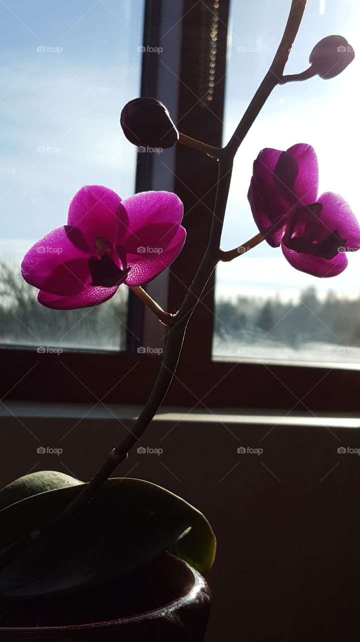 Orchid