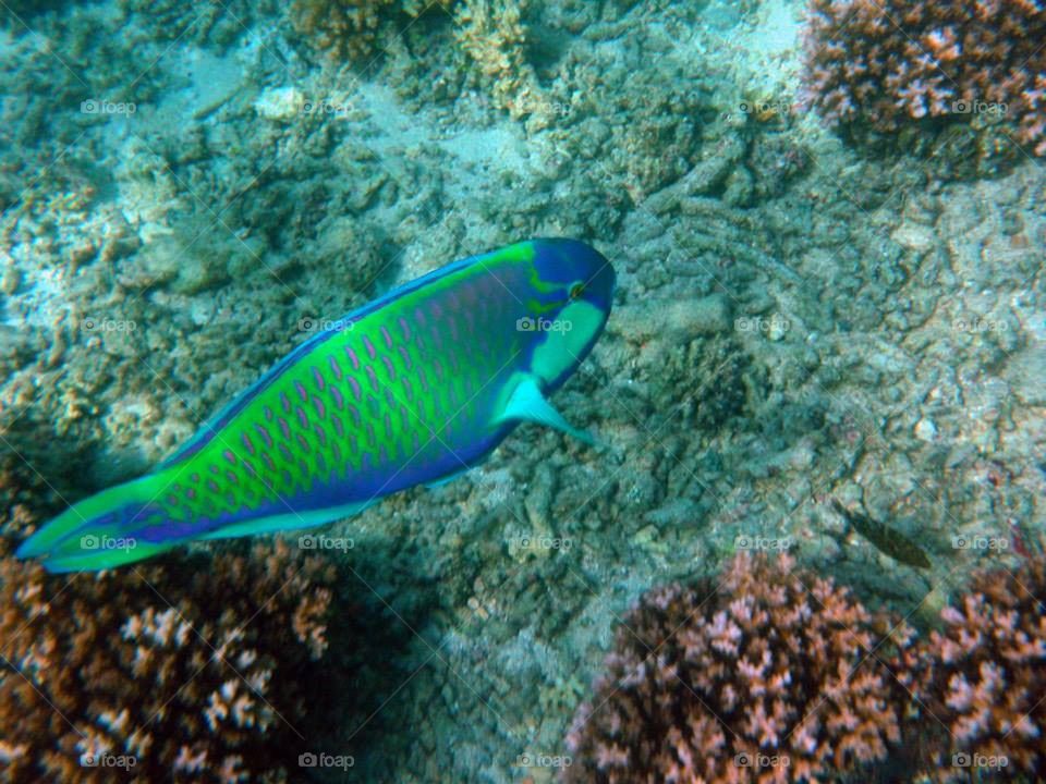 parrotfish