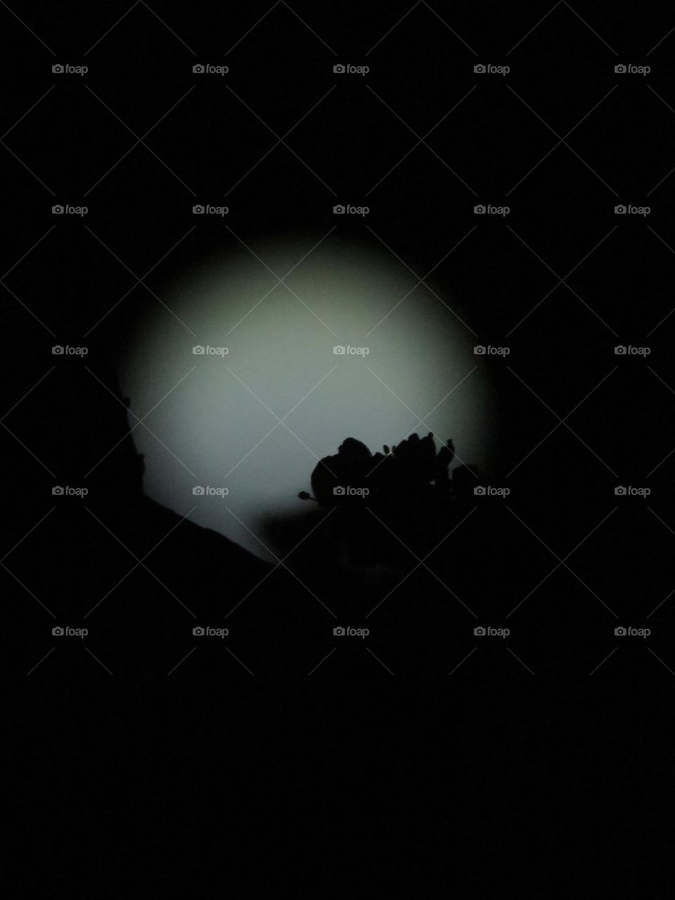 Peach tree's silhouette