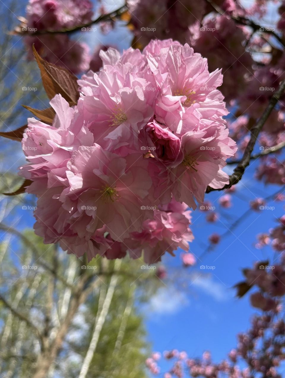 Cherrytreeblossoms under a Blue Sky, Nature, Spring