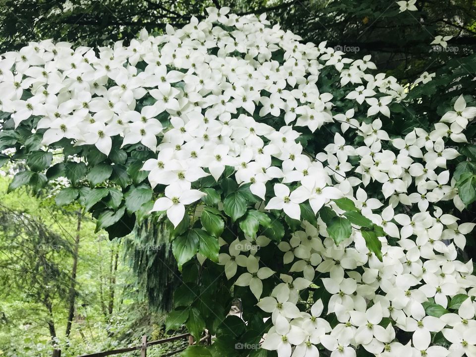 Beautiful spring flowers are in full bloom this time of year with plenty of rain and sunshine! 