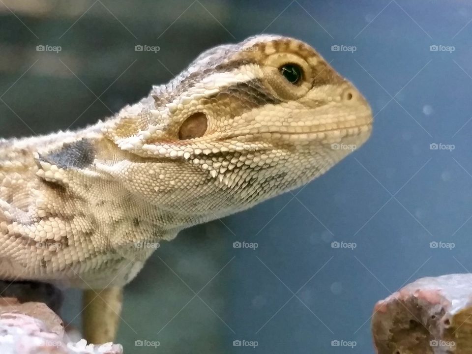 Lizard at a pet store