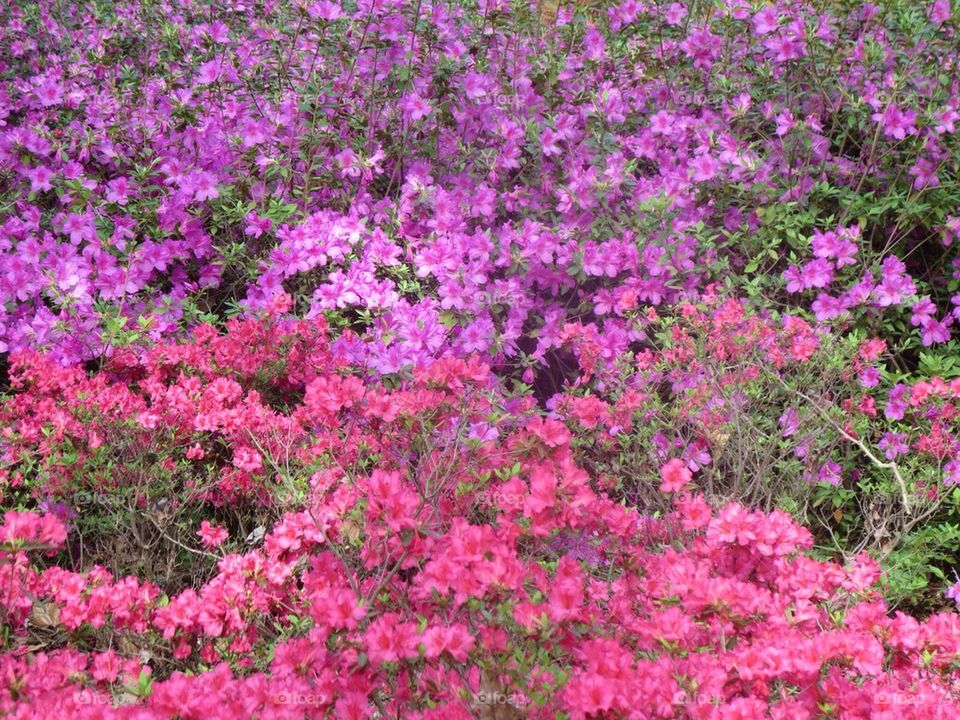 Pink and Purple Flowers
