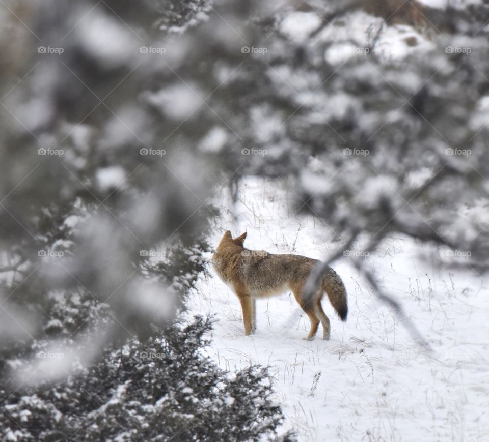 A coyote wandering through a dense mountain forest. Snow blankets the ground. He is unaware of my presence. Through branches.
