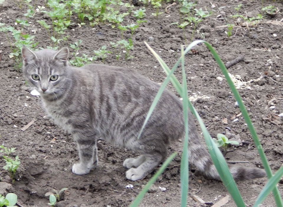 Surprised cat in the garden 2