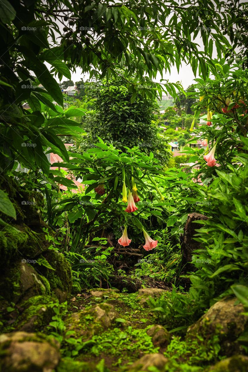 Capturing the beautiful greenery of spring season