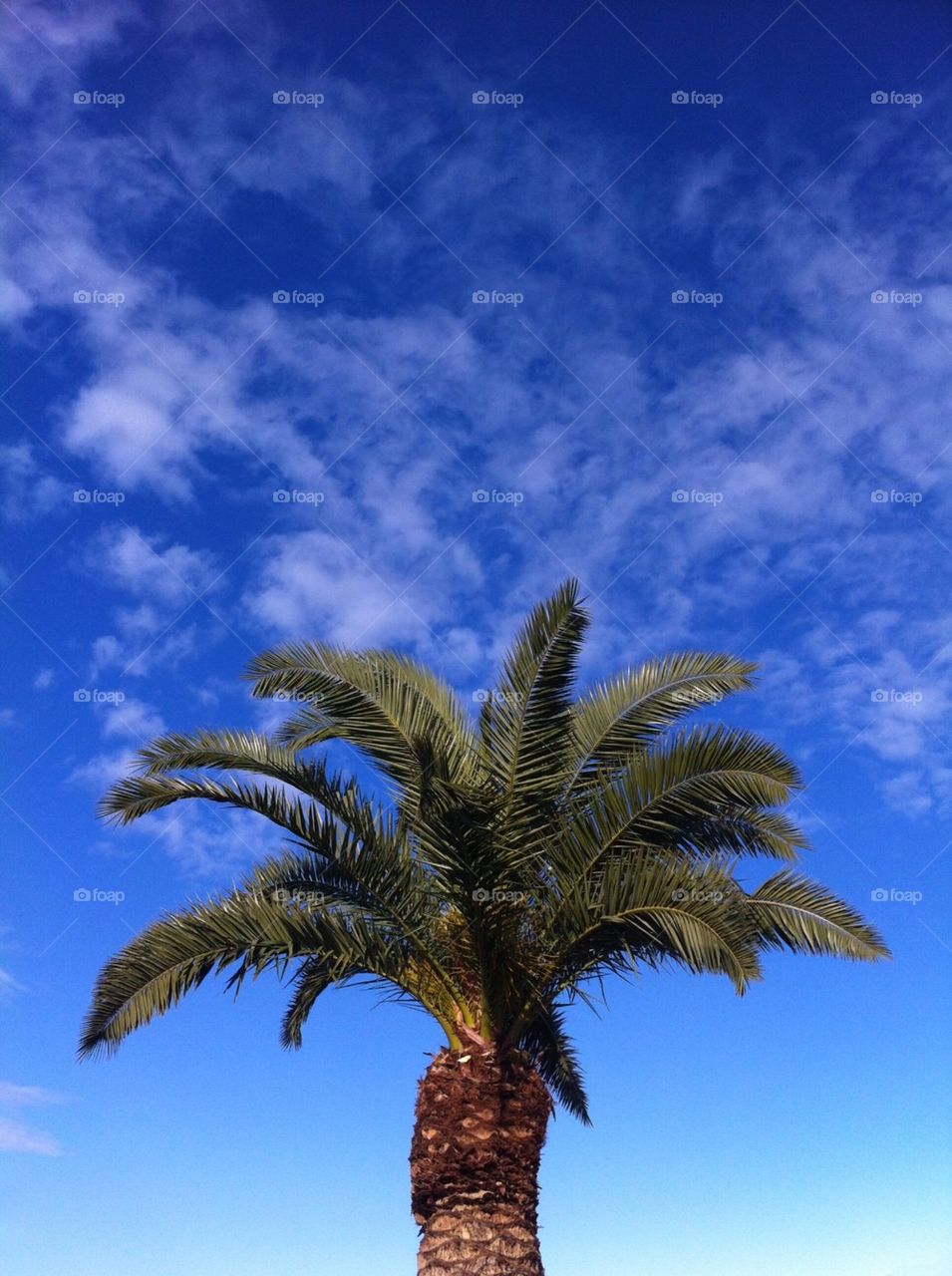 Palm tree top