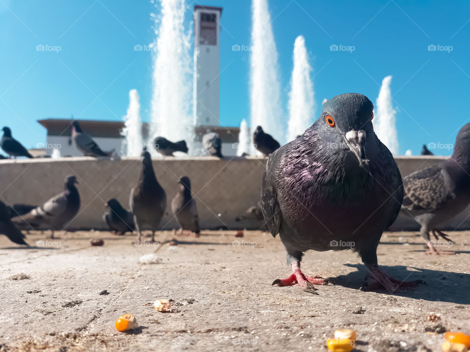 A group of pigeons wandering near the fountain of Mohamed VI square, Casablanca, Morocco.