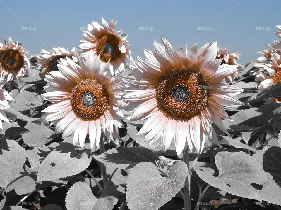 Infrared photography. Sunflowers.