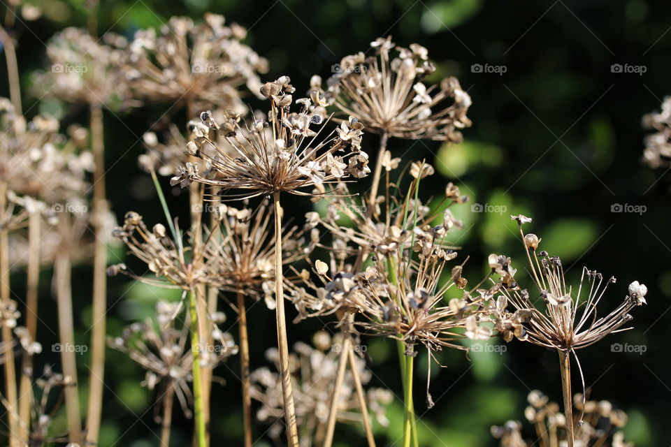 Seed Heads