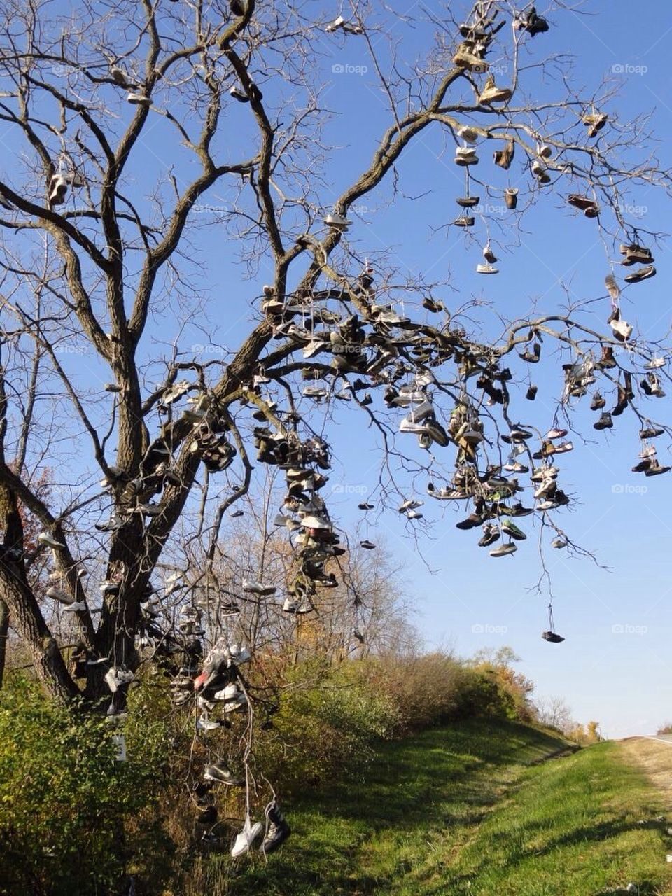 Tree of gym shoes 