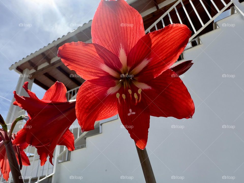 Flowers#spring#blossom#sun