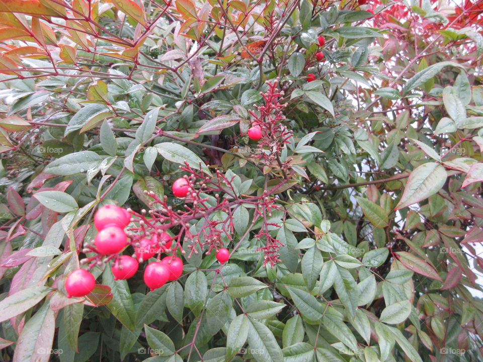 closeup of berries