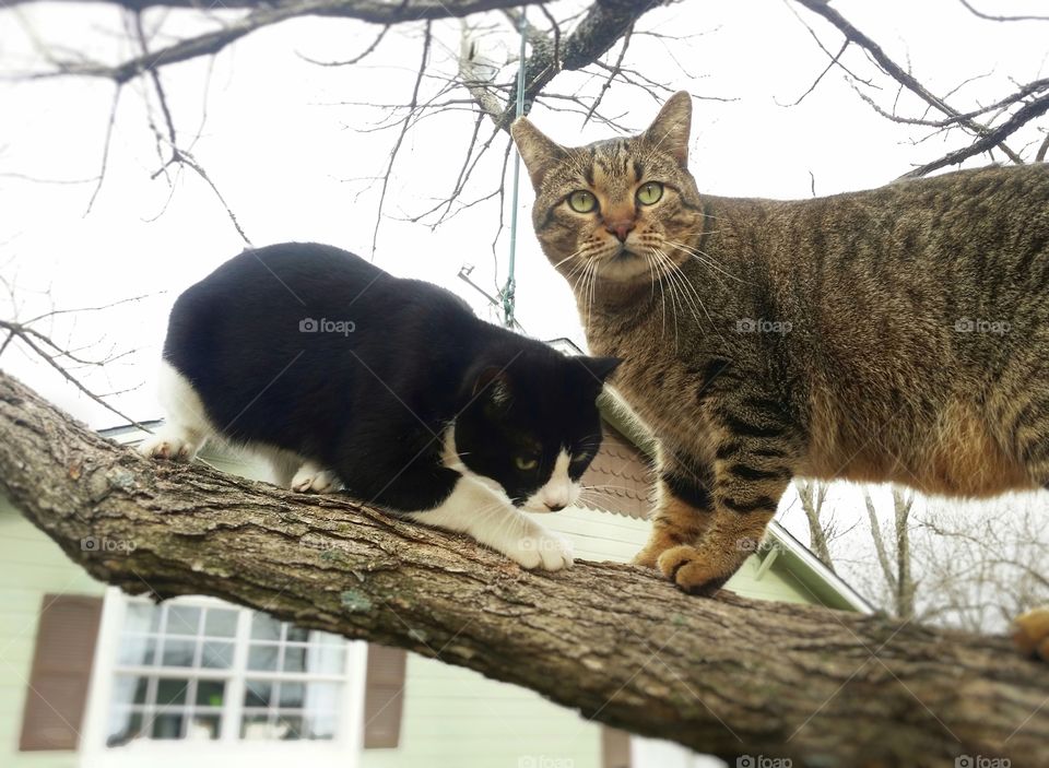 A tabby and a black and white cat in a tree