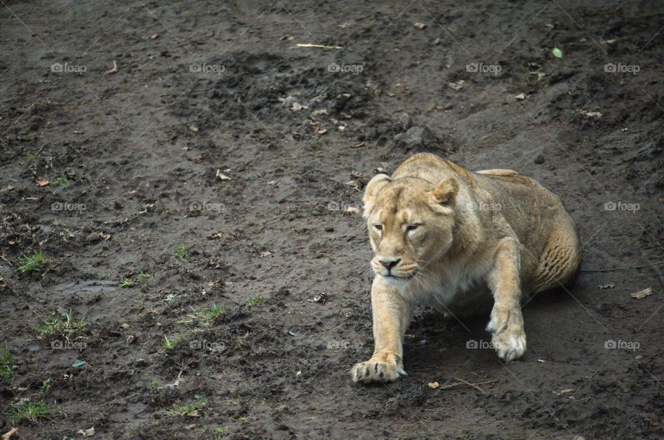 Lion prepared to run