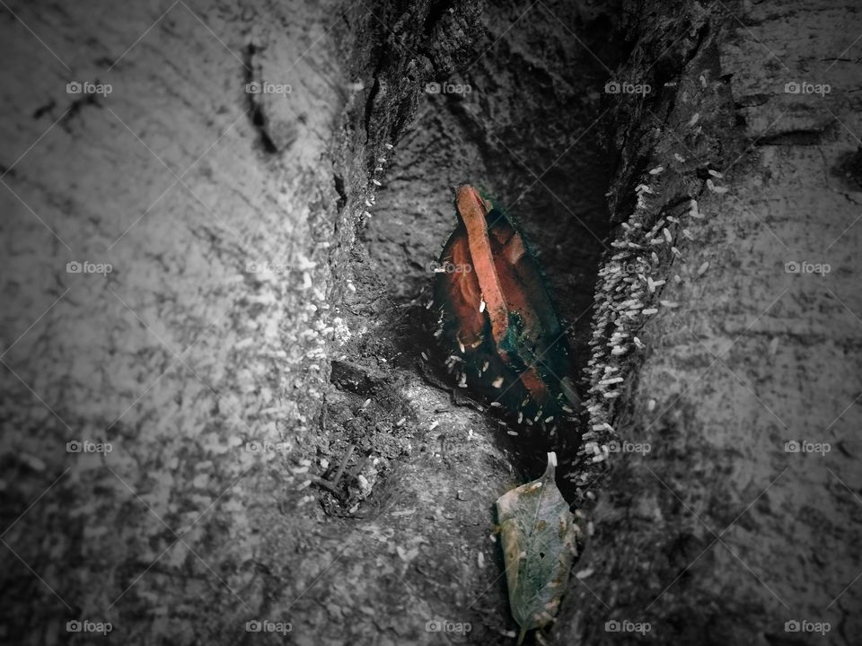 unexpected captured but really guess any one what's it this pic