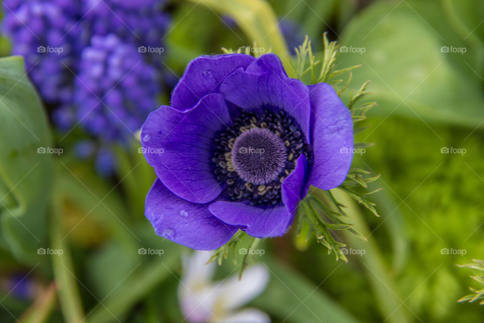 Purple anenomes 