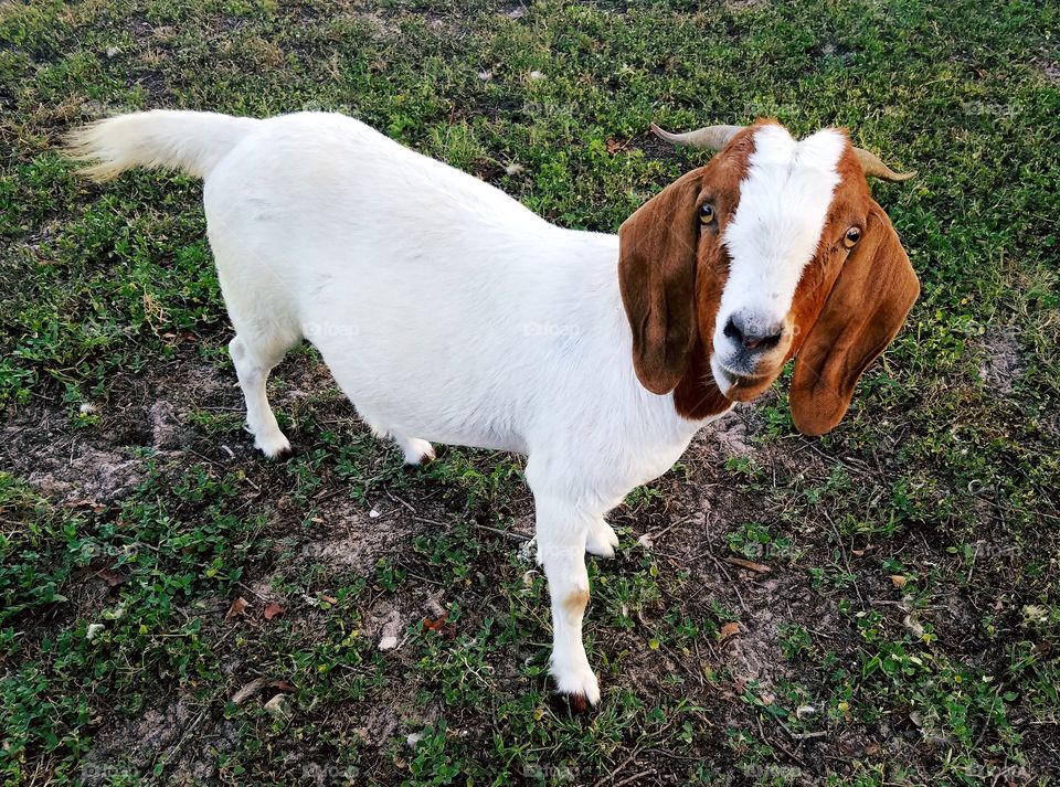 female boer goat