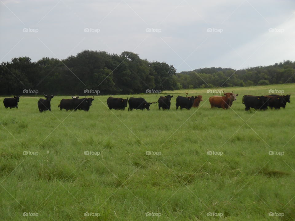 cattle grazing. This is a picture of some cows eating grass. 👣 🚶 🏃 🔥 💨