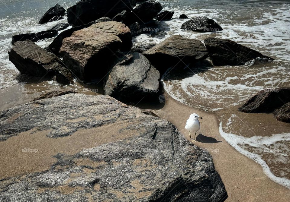 Seagull standing between boulders at the seashore 