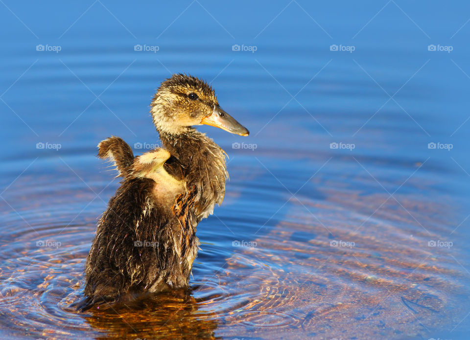 Baby Duckling in the Water