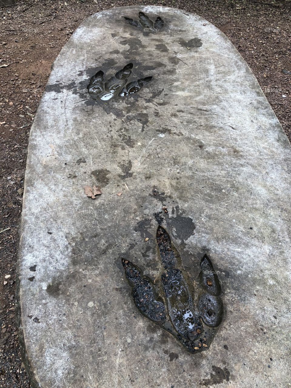 Dinosaur footprint in rock