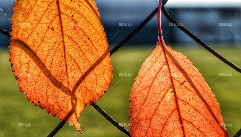 Leaf, Fall, Flora, Nature, Color