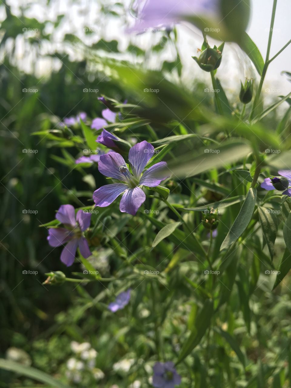 This is a flower of linseed and beautiful also.