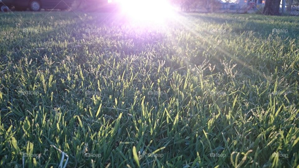 grass in AZ. it just started coming in 