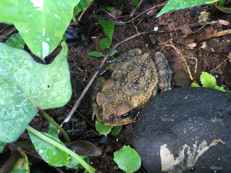 Toad in the garden