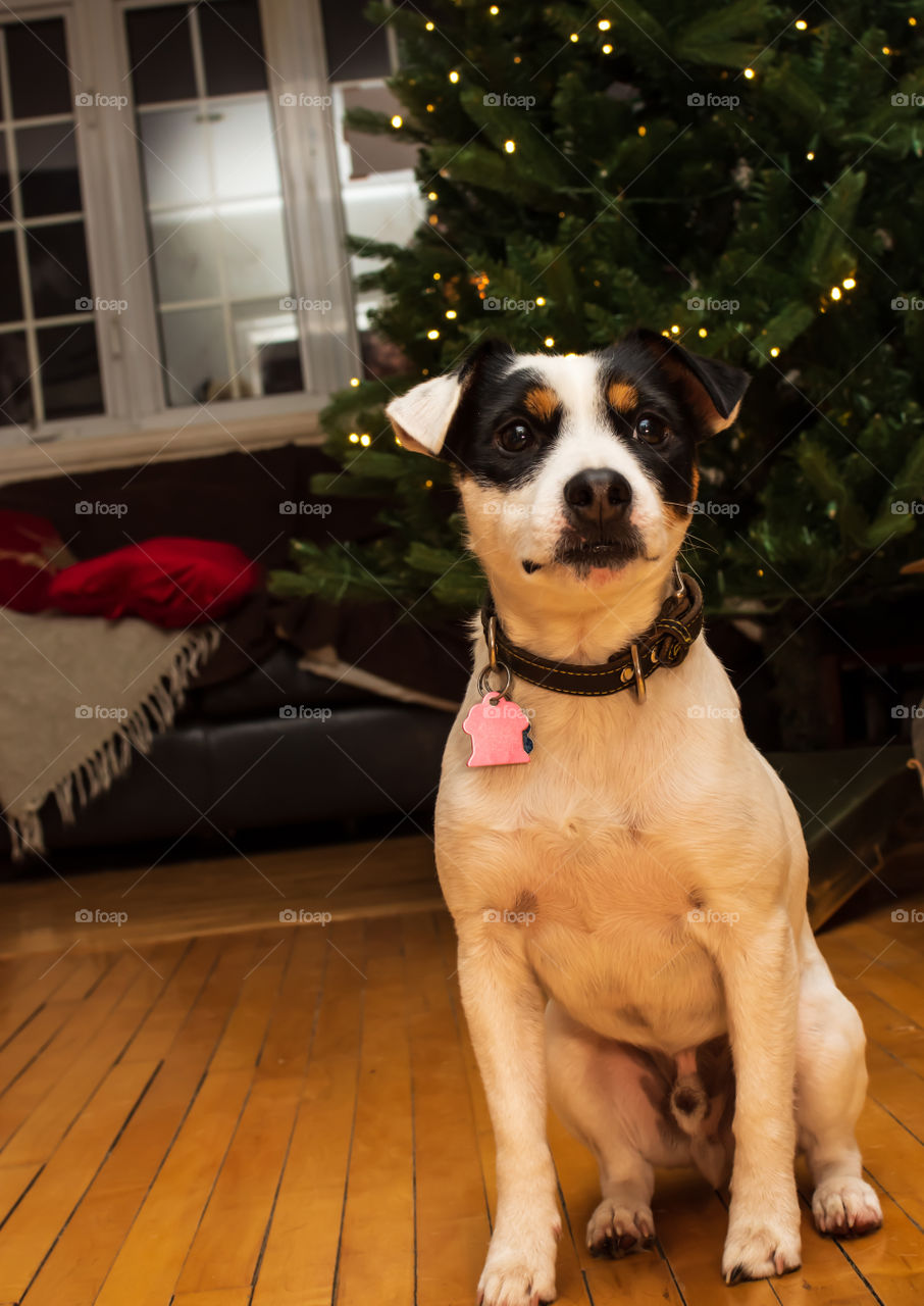 Cute dog sitting in front of Christmas tree at home